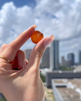 Gummy